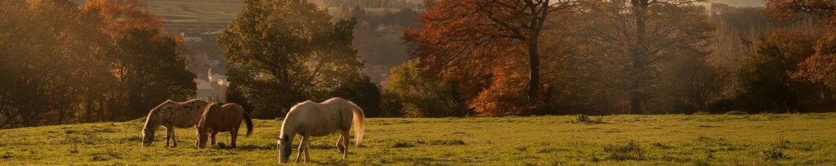 landscape-2984704_1920.jpg
